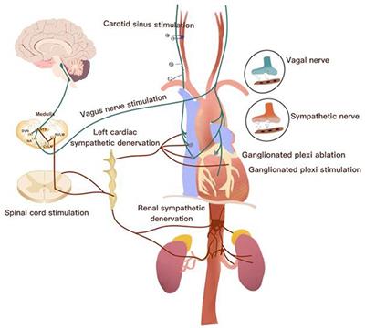 Editorial: Cardiovascular neuromodulation: mechanisms and therapies